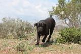 CANE CORSO 317